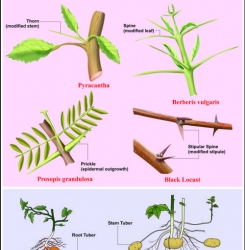 Genetics and Evolution Charts